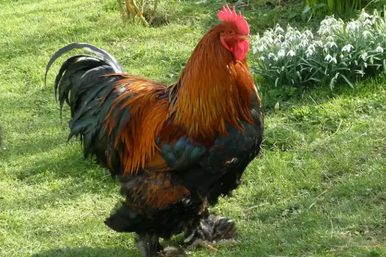 Rebhuhn Cochin Hahn Rebhuhn-Cochin-Hahn