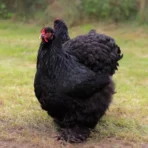 Schwarze Cochin-Henne