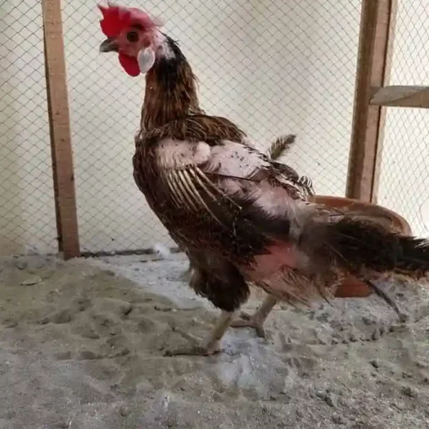 externe parasiten externe-parasiten