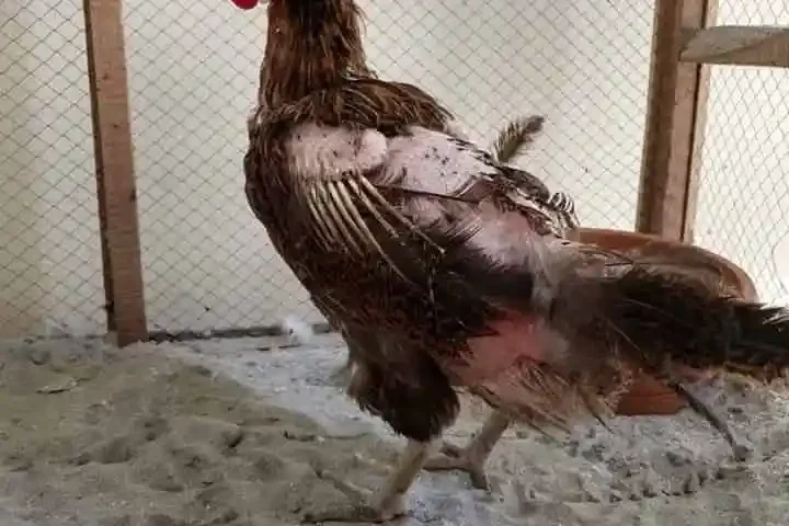 externe parasiten externe-parasiten