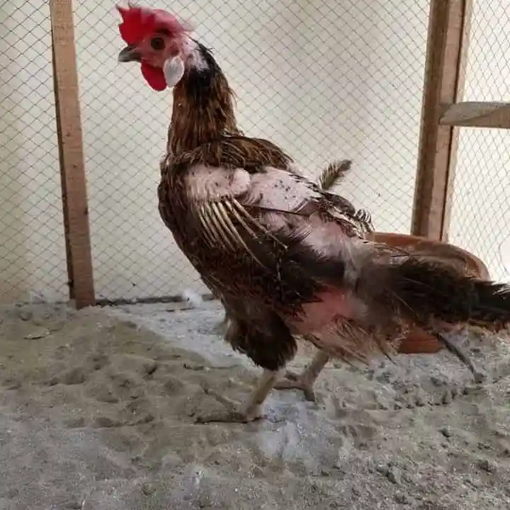 externe parasiten externe-parasiten