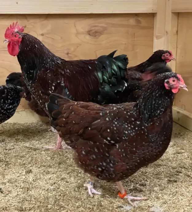 Henne Sussex Henne-Sussex