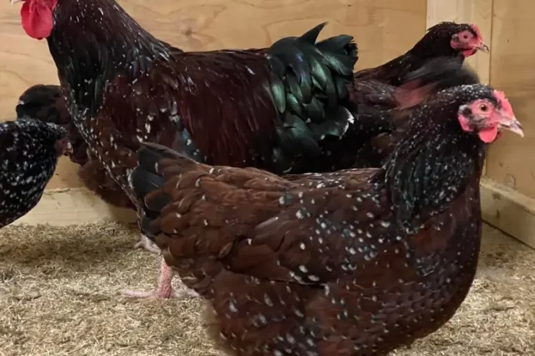 Henne Sussex Henne-Sussex