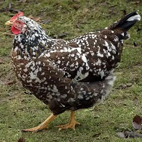 Schwedisches-Blumenhuhn_Henne