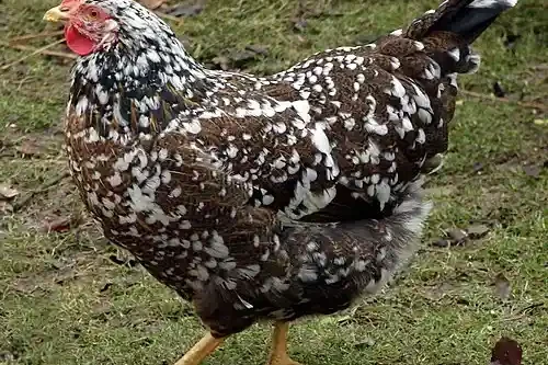 Schwedisches-Blumenhuhn_Henne