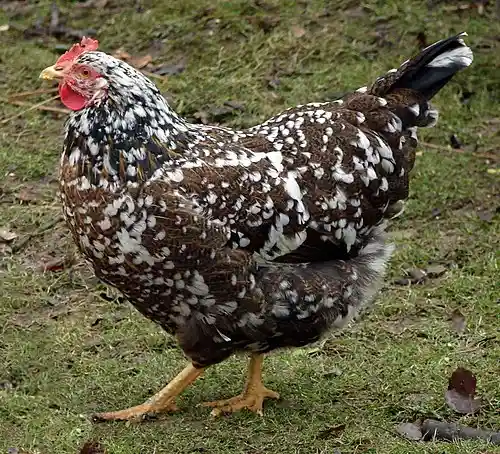 Schwedisches-Blumenhuhn_Henne