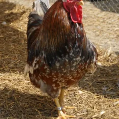 schwedische-blumenhühner-hahn