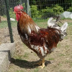 schwedischer-blumenhahn