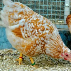 schwedisches-blumen-huhn