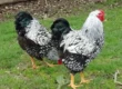 Wyandotten huhn