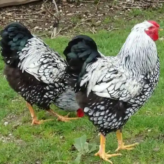 Wyandotten-huhn Wyandotten huhn