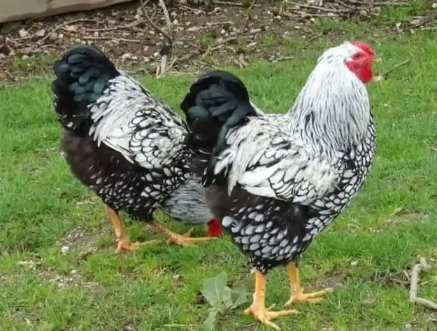 Wyandotten-huhn Wyandotten huhn