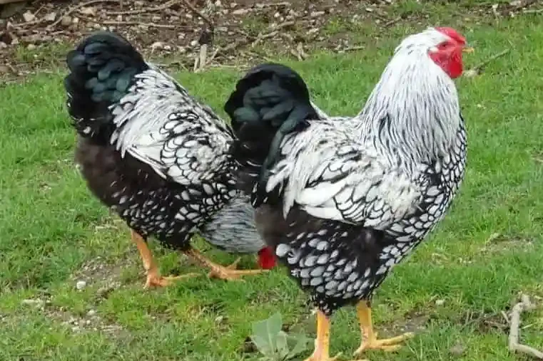 Wyandotten-huhn Wyandotten huhn