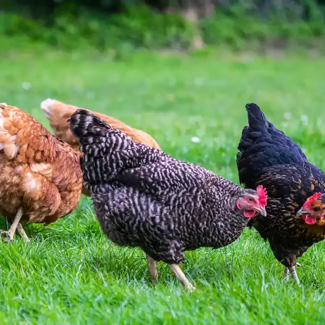 maran-huhn maran-huhn