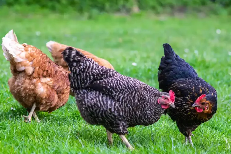 maran-huhn maran-huhn