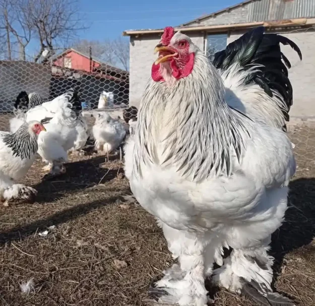 486285767_122150656952512939_6517495989937750369_n Brahma-Hühner