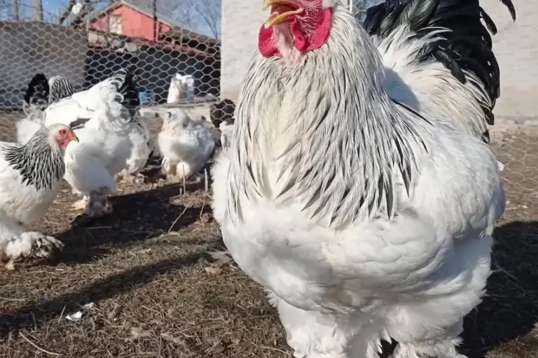 486285767_122150656952512939_6517495989937750369_n Brahma-Hühner