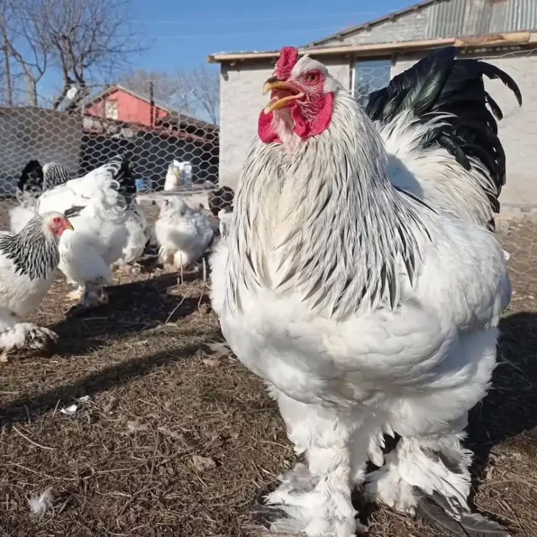 486285767_122150656952512939_6517495989937750369_n Brahma-Hühner