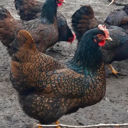 Barnevelder Hühner